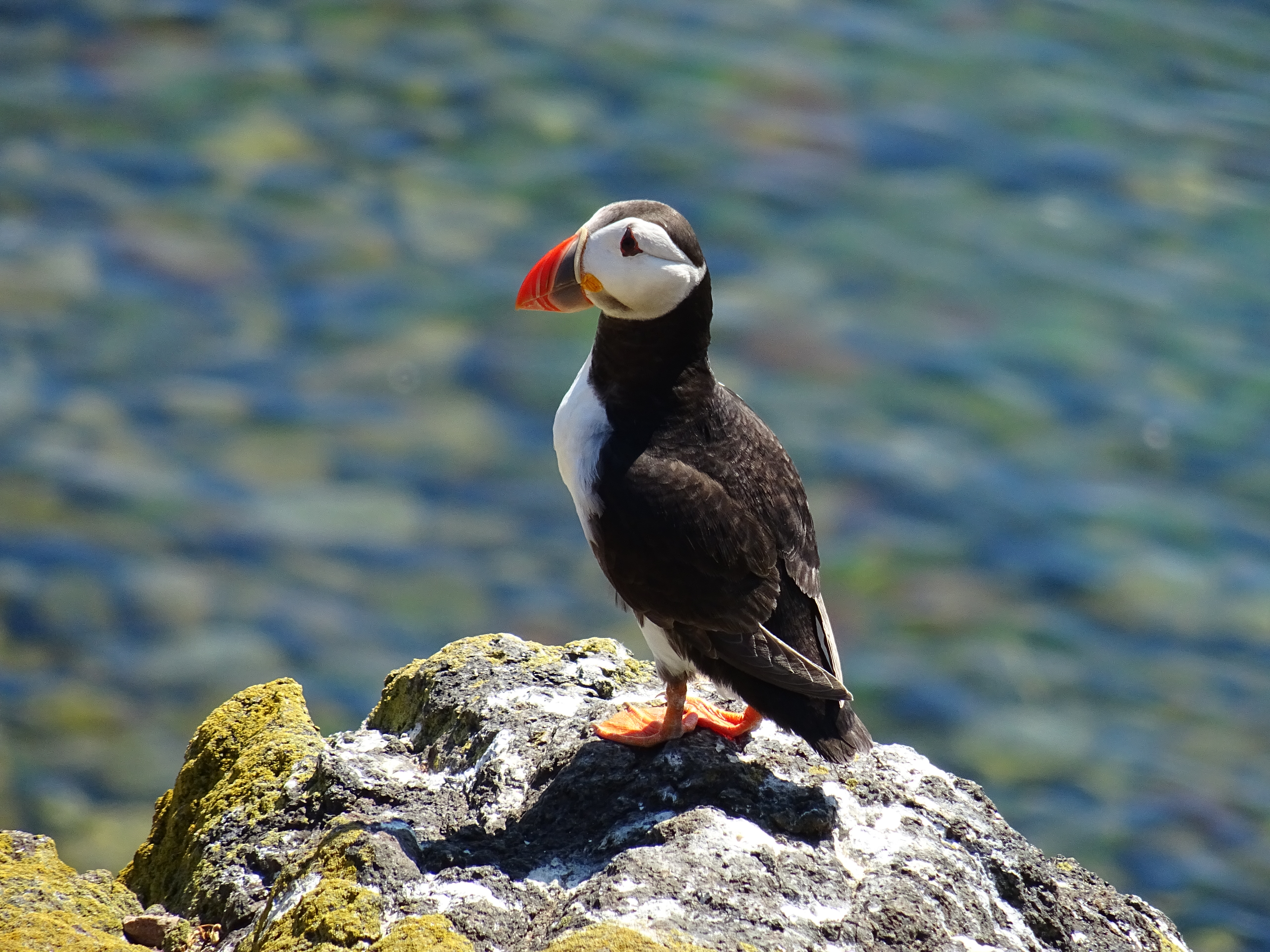 Invasive Species - Community Action